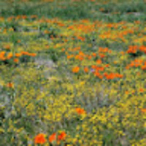 Meet your Posher, Himani